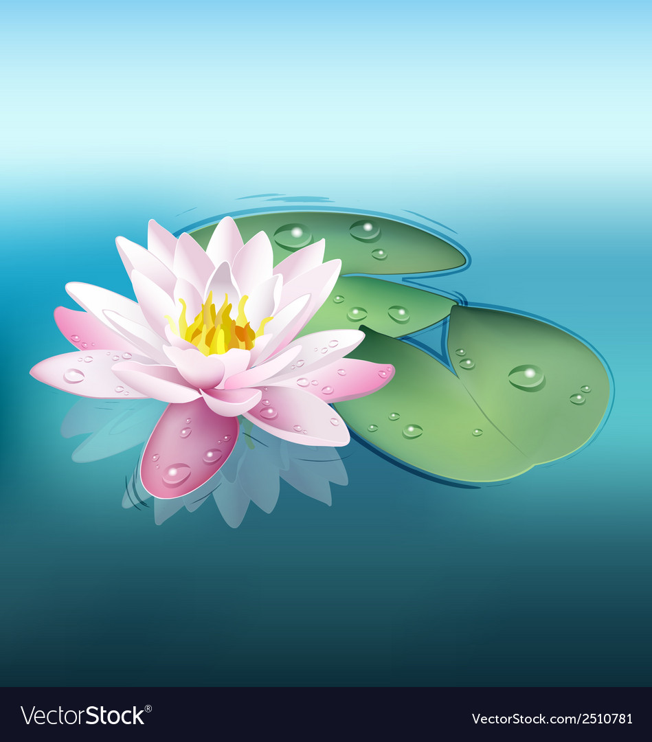 Waterlily Royalty Free Vector Image - VectorStock