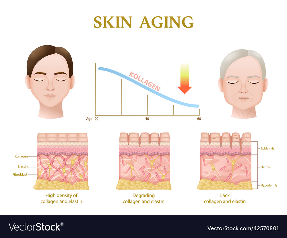 Skin aging anatomy Royalty Free Vector Image - VectorStock