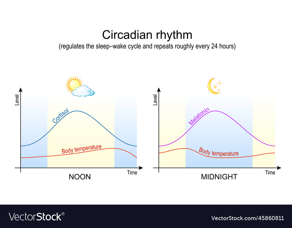 Body Temperature Circadian Rhythm Graph Factory Sale Www jkuat ac ke