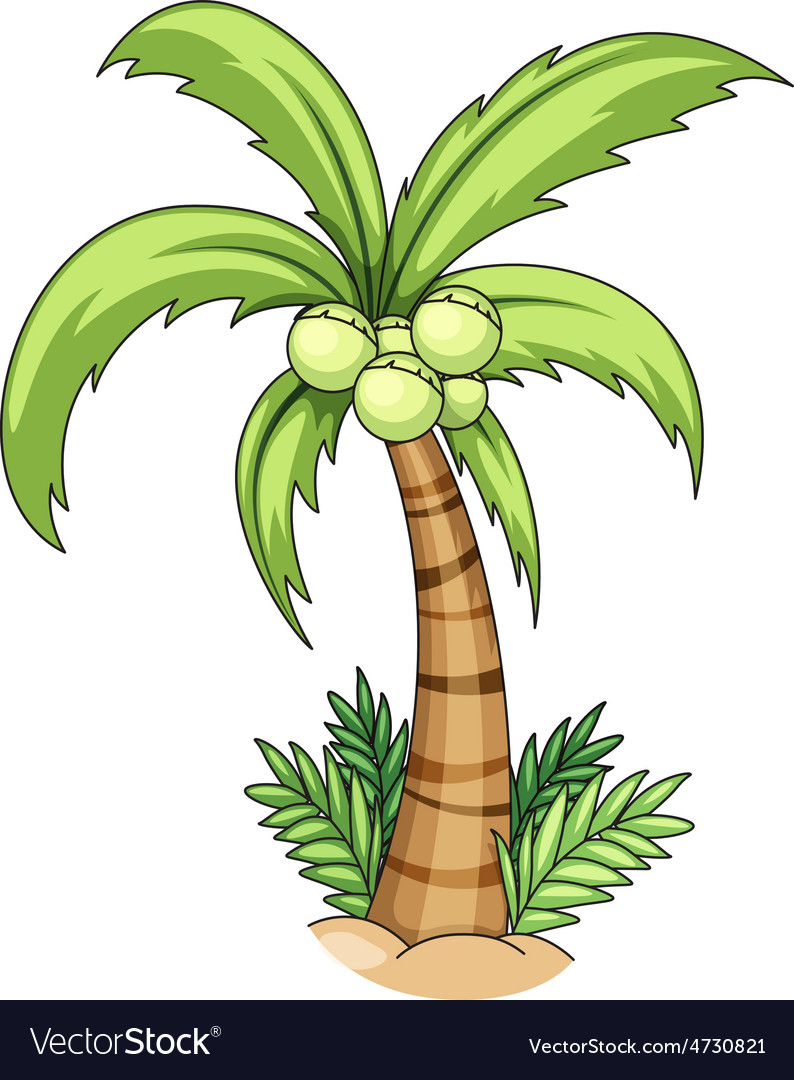 Coconut tree Royalty Free Vector Image - VectorStock