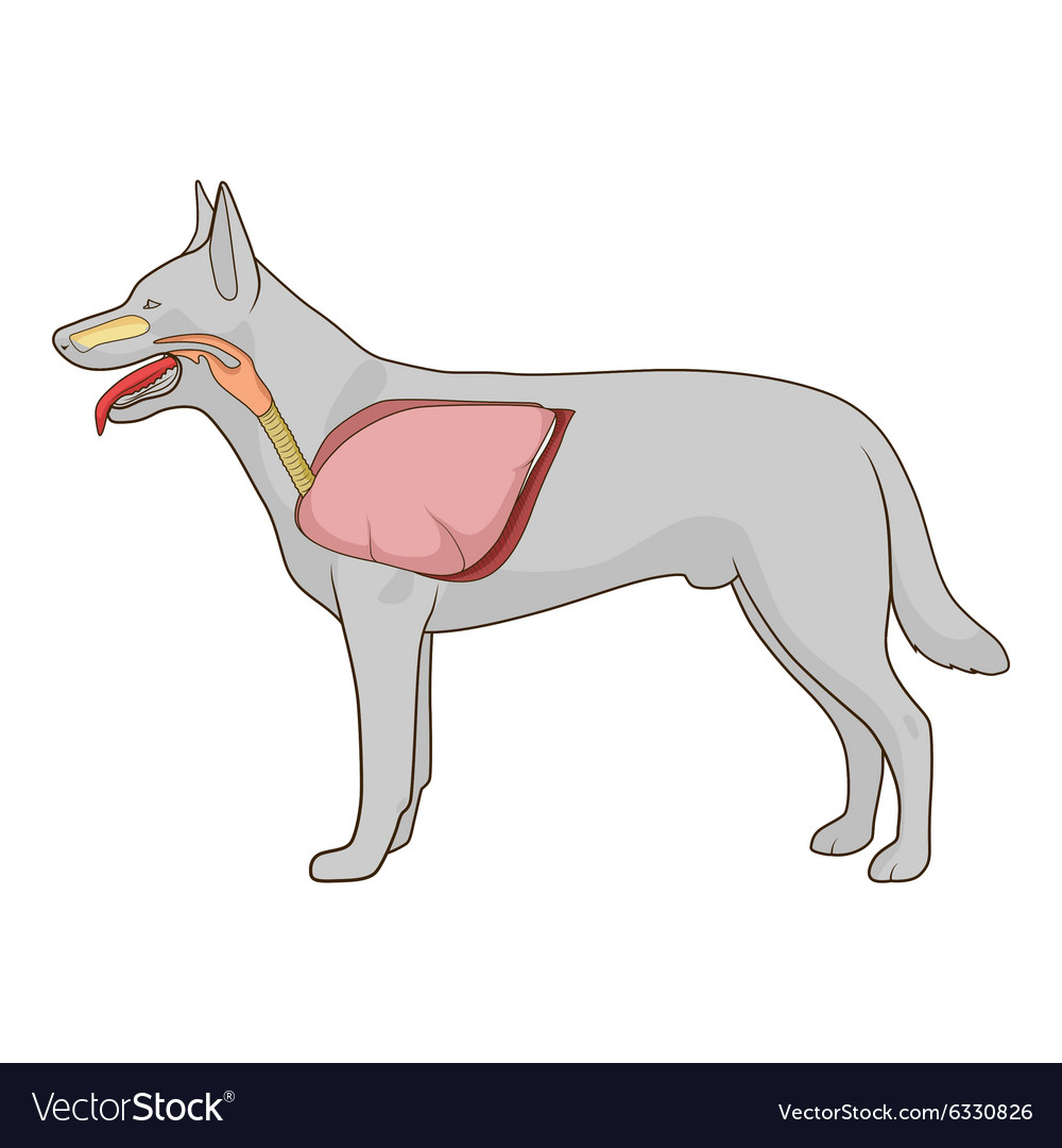 Respiratory System Of The Dog Royalty Free Vector Image