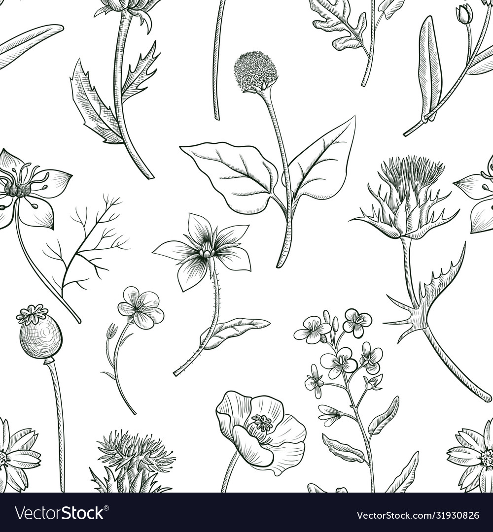 Seamless pattern with drawing herbs and flowers Vector Image