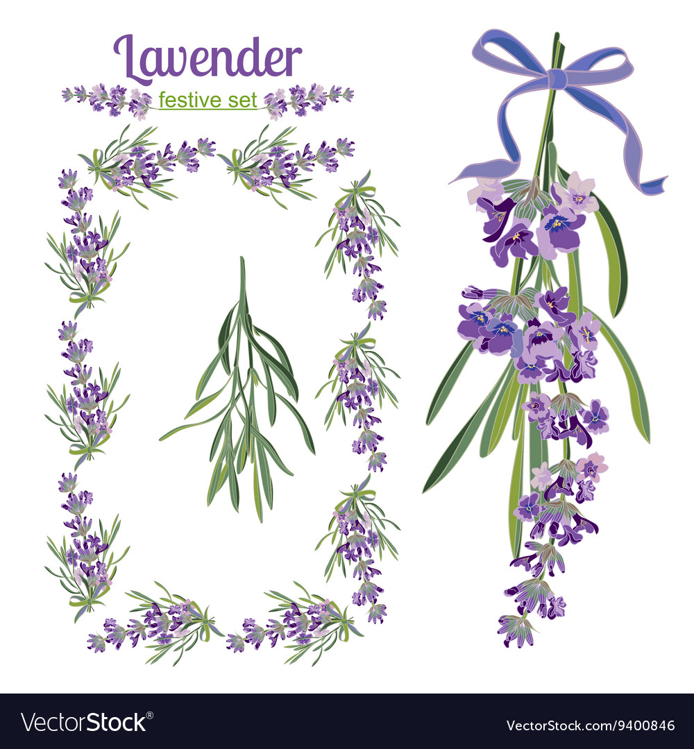 Set Festive Frames And Elements With Lavender Vector Image