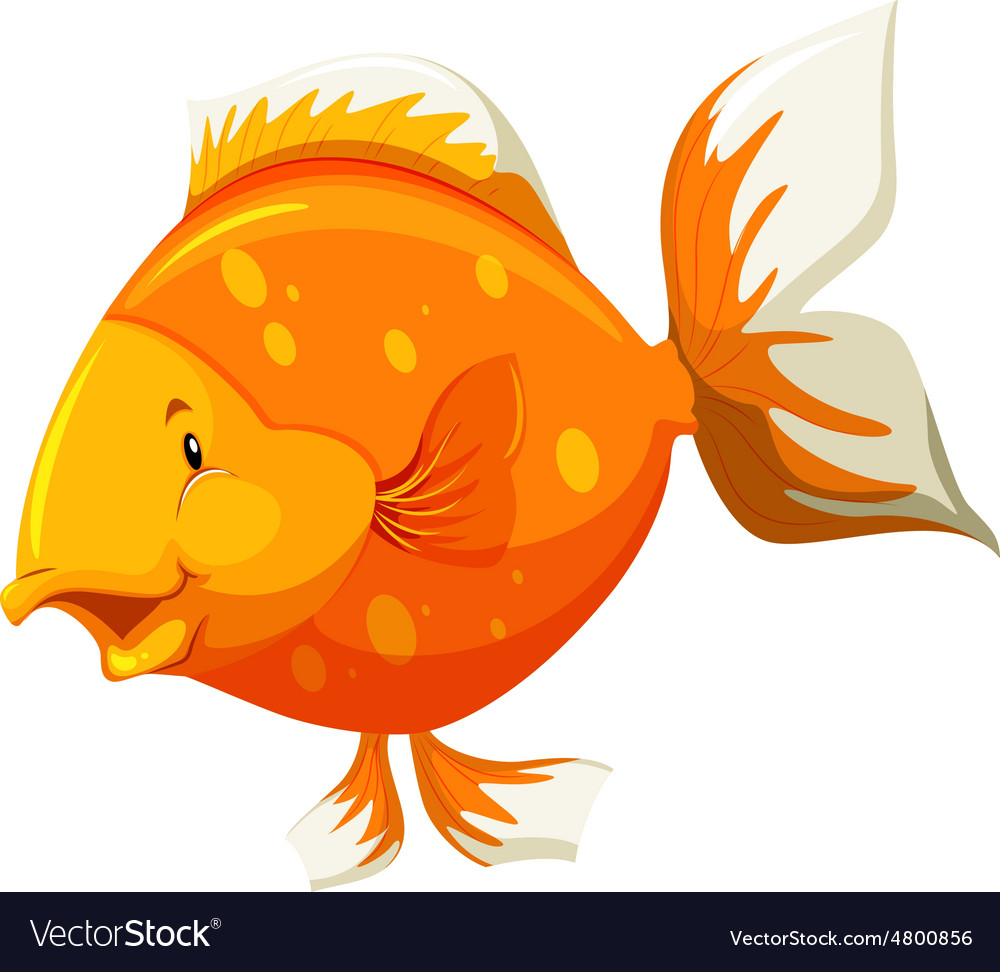 Goldfish Royalty Free Vector Image Vectorstock Goldfish Royalty Free Vector Image Vectorstock