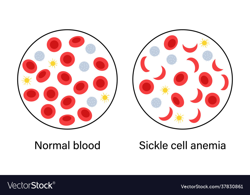 Blood structure concept Royalty Free Vector Image