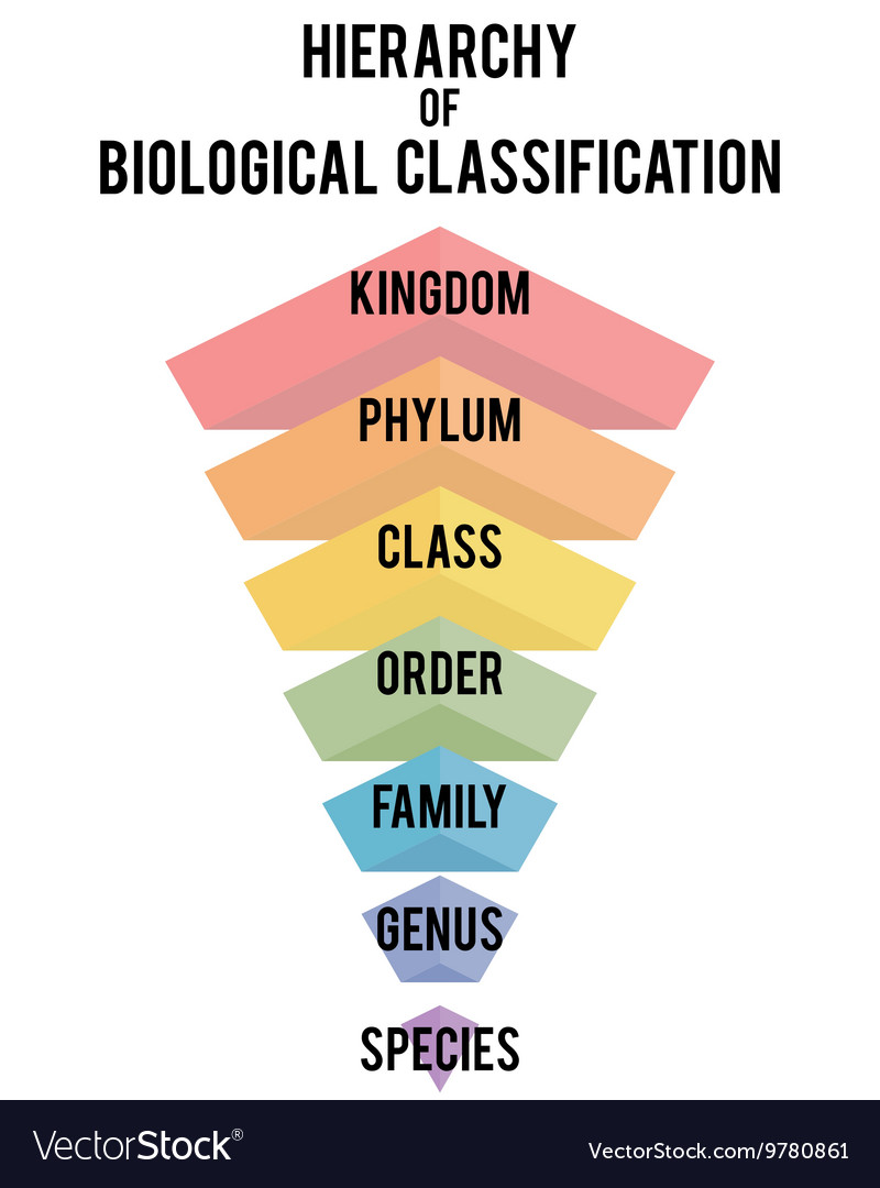 With major taxonomic ranks Royalty Free Vector Image