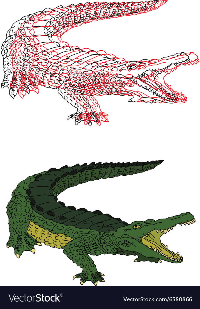 Хвост крокодила рисунок
