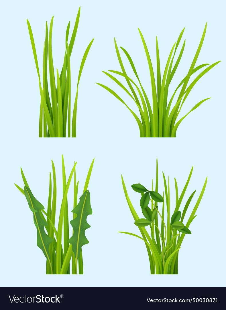 Realistic grass green plants tufting bushes Vector Image