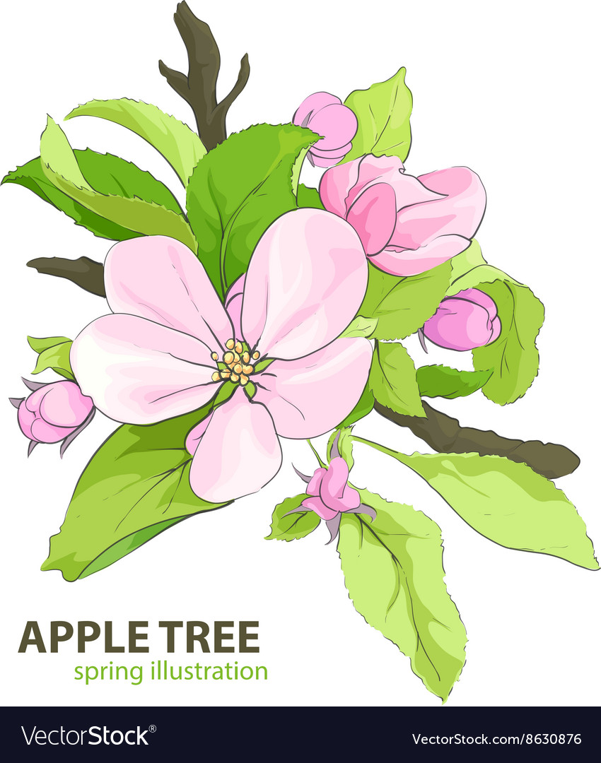 Apple tree flowers Royalty Free Vector Image VectorStock