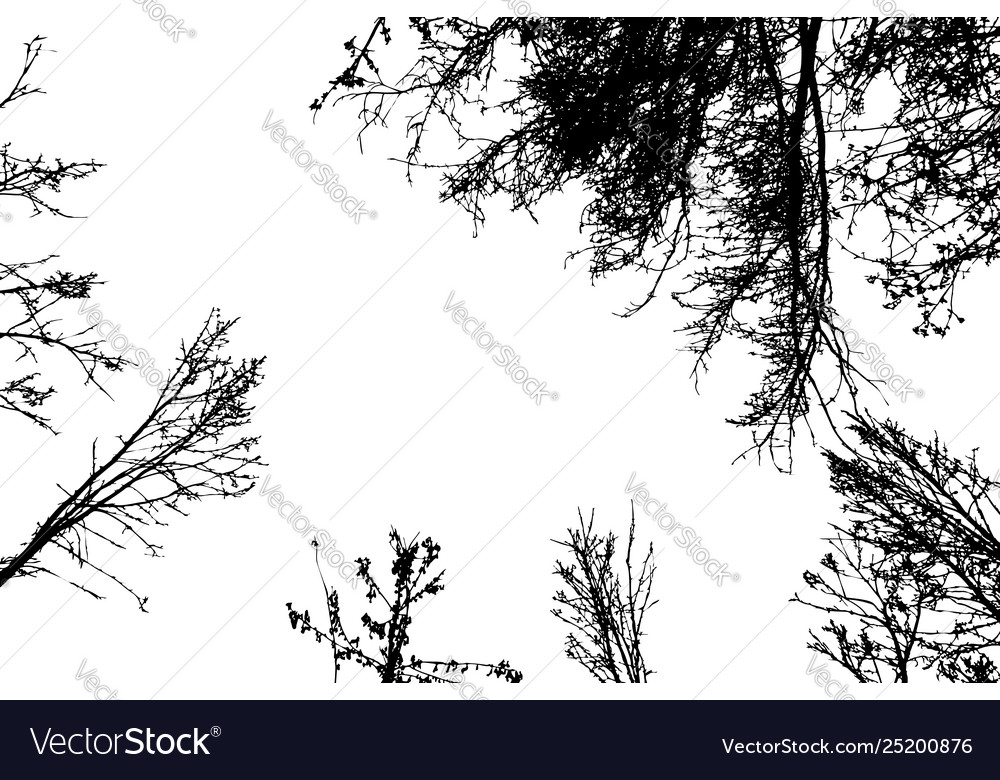 Leafless Tree