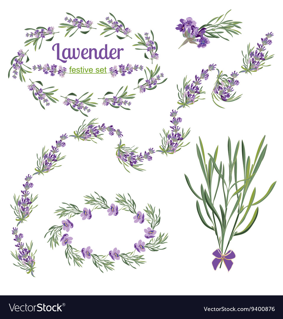 Set festive frames and elements with lavender Vector Image