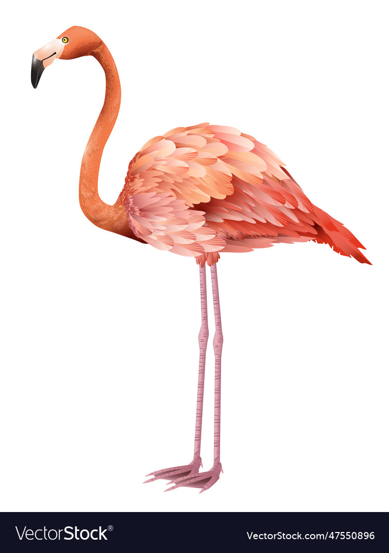 Beautiful Pink Flamingo Standing Royalty Free Vector Image