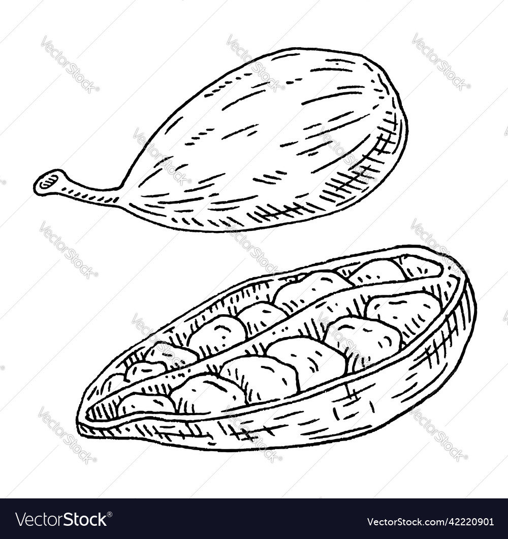 Cardamom spice fruit whole and halved with seed Vector Image