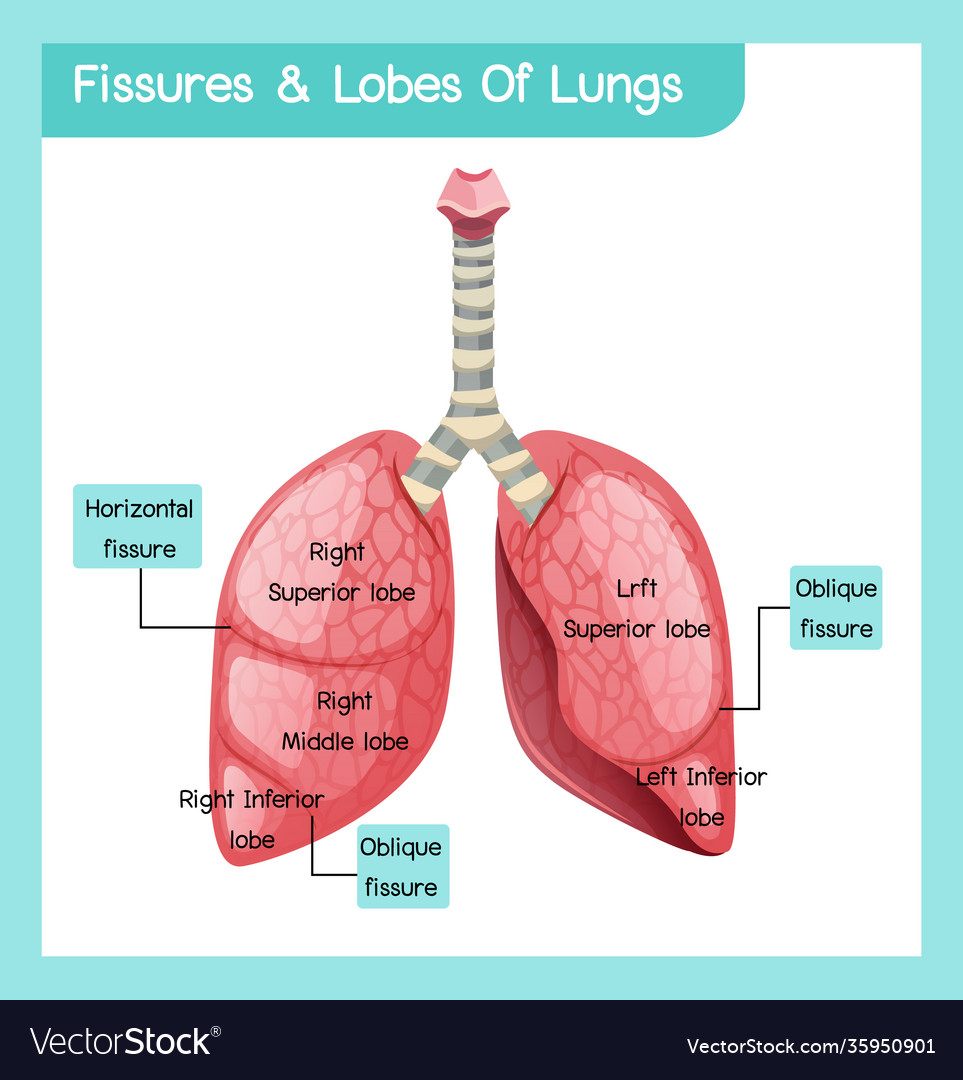 Fissures and lobes lungs Royalty Free Vector Image