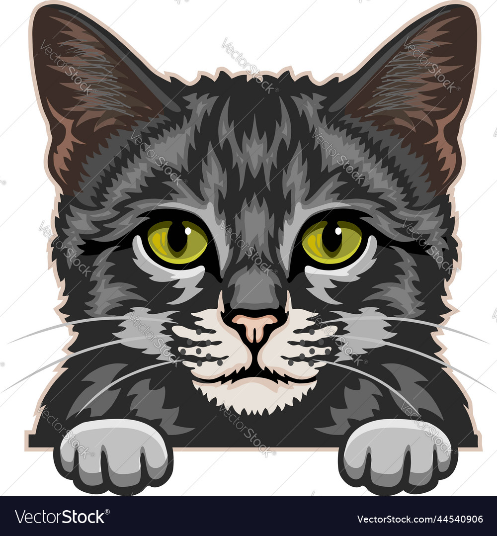 Domestic cat color peeking cats Royalty Free Vector Image