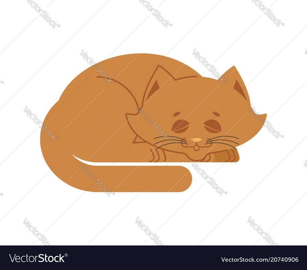 Sleeping cat brown isolated kitten be asleep