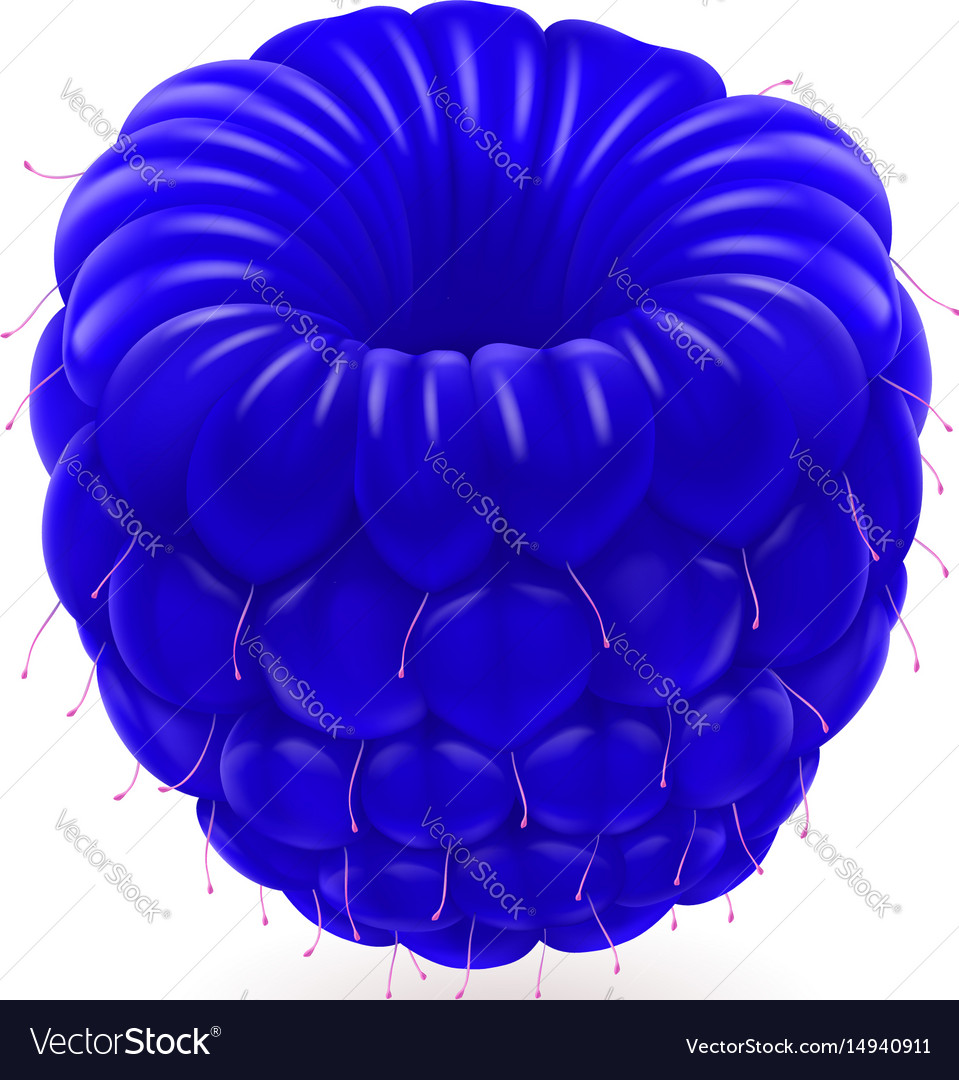 Shiny blue raspberry isolated on white background Vector Image