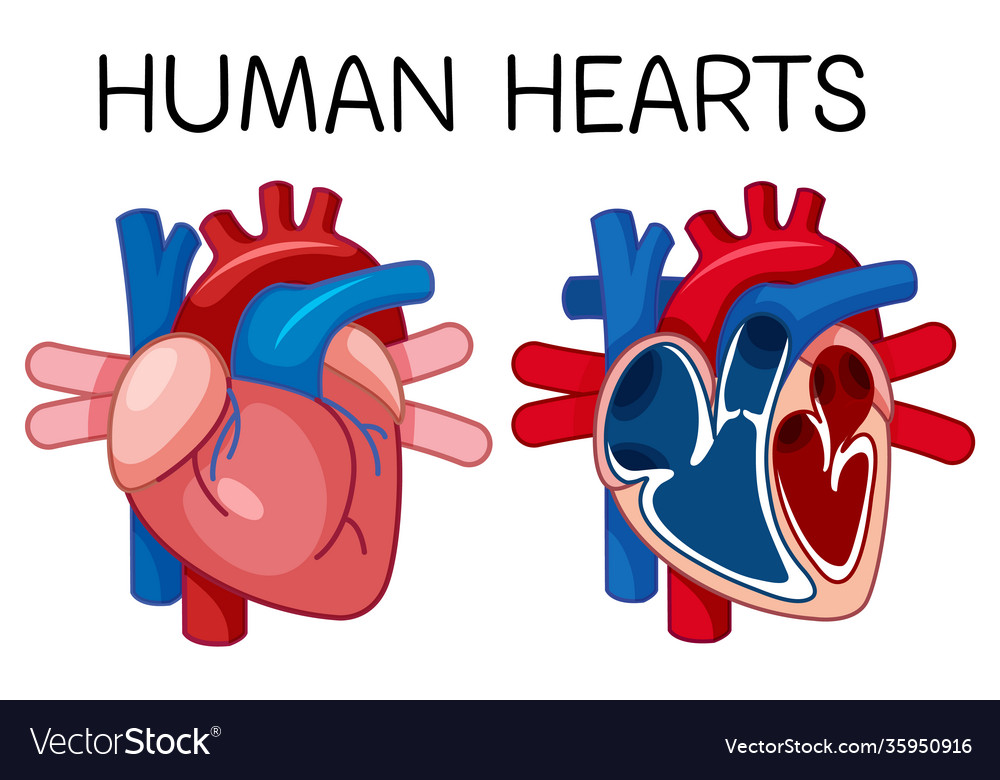 Information poster human heart Royalty Free Vector Image