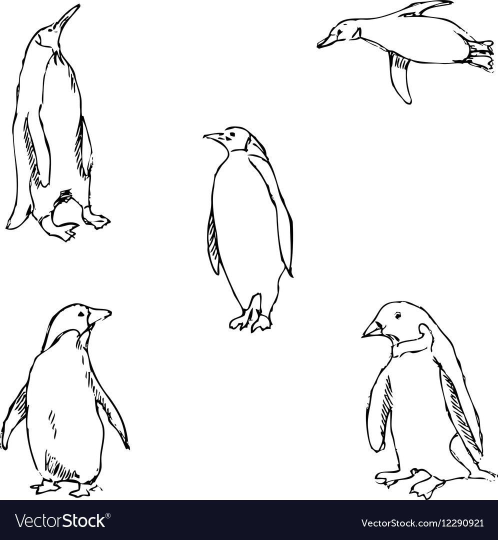 Penguins a sketch by hand pencil drawing Vector Image