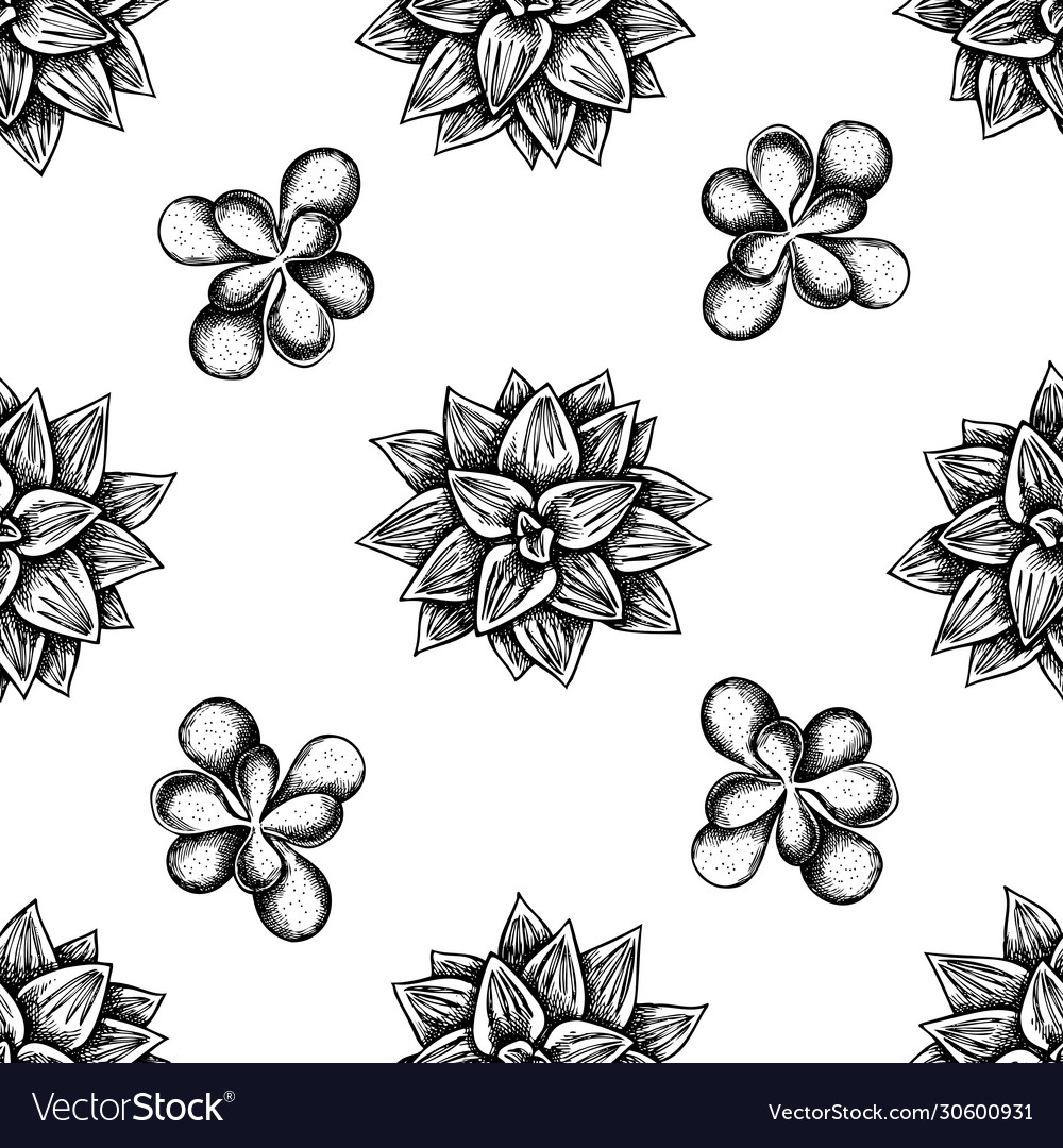 Seamless pattern with black and white succulent Vector Image