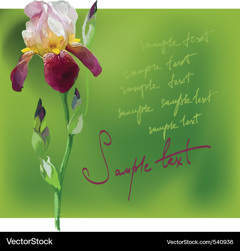Beautiful flower iris Royalty Free Vector Image