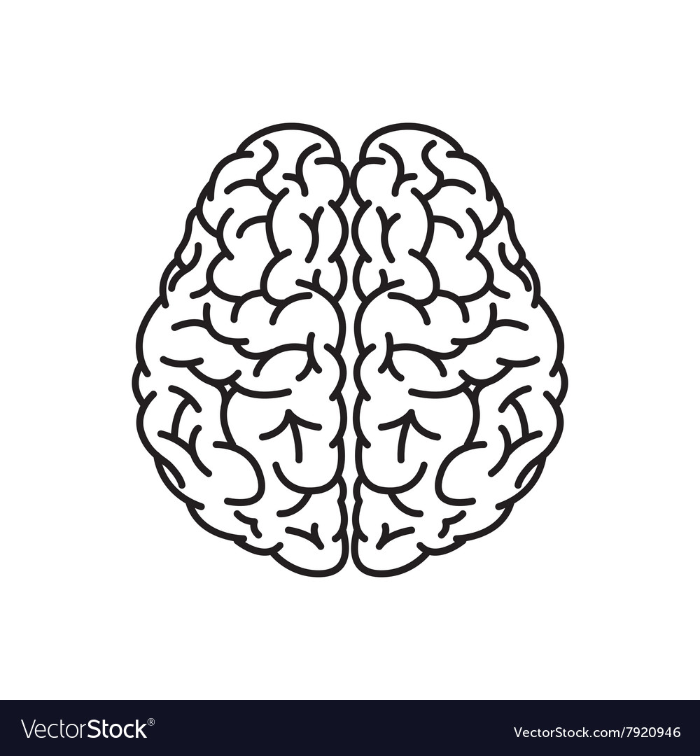 Download Human brain outline top view Royalty Free Vector Image