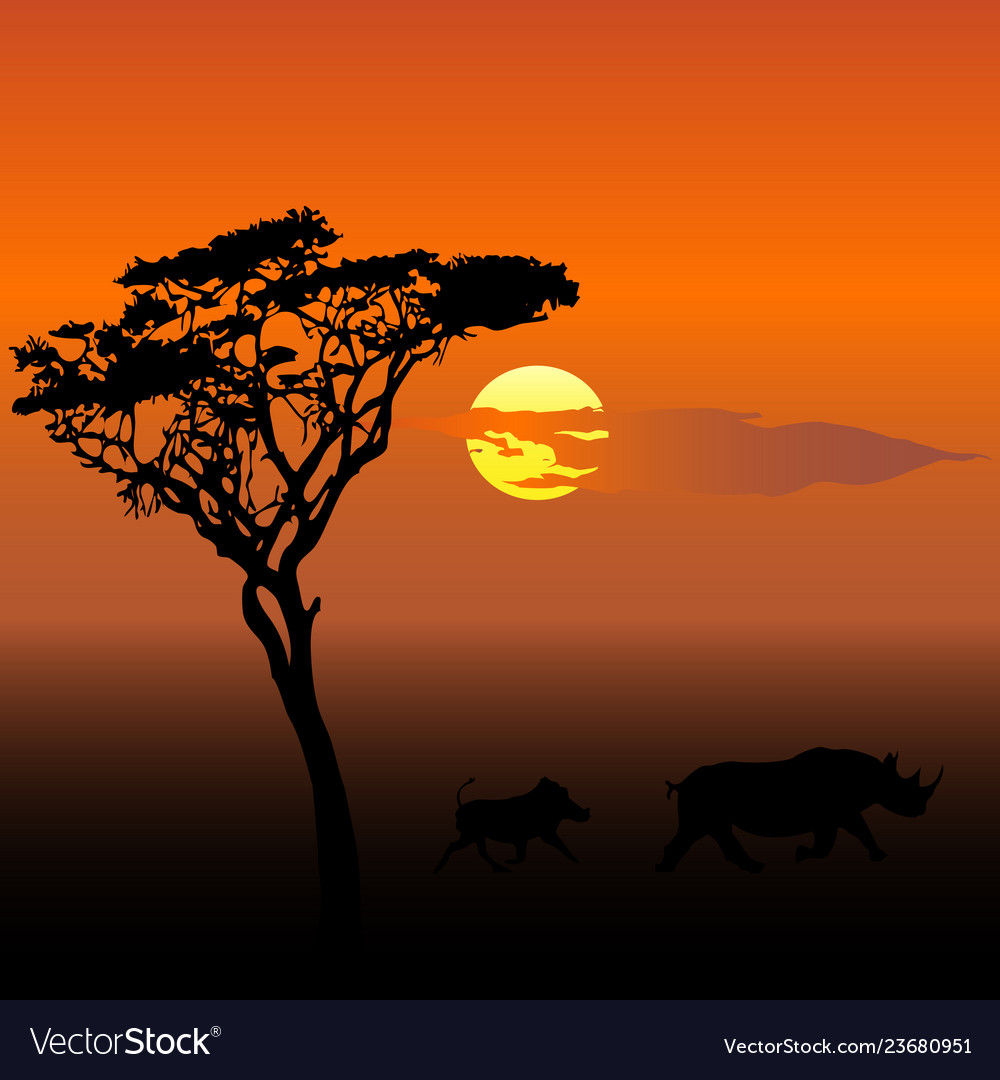 Wild boars at sunset