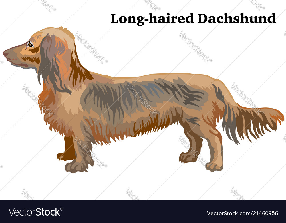 Long Haired Dachshund Dachshunds Vector Images 38