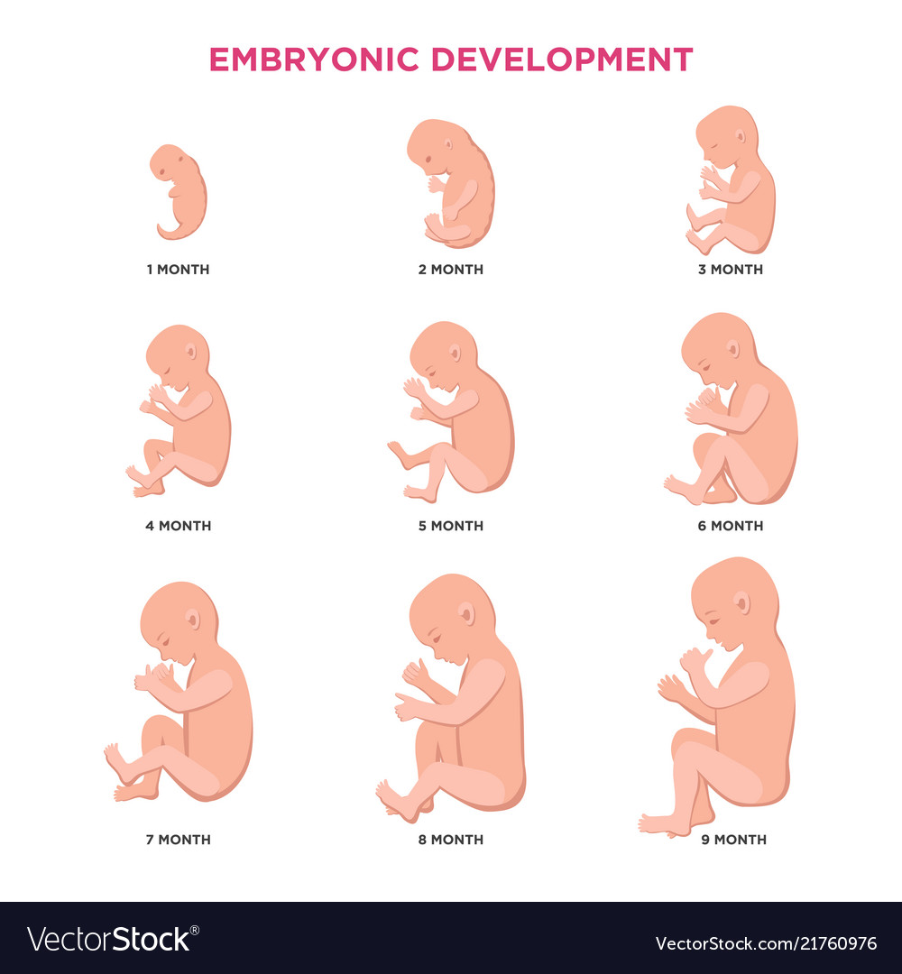 8 month baby cycle