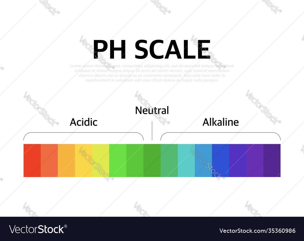 Ph scale universal indicator color chart Vector Image