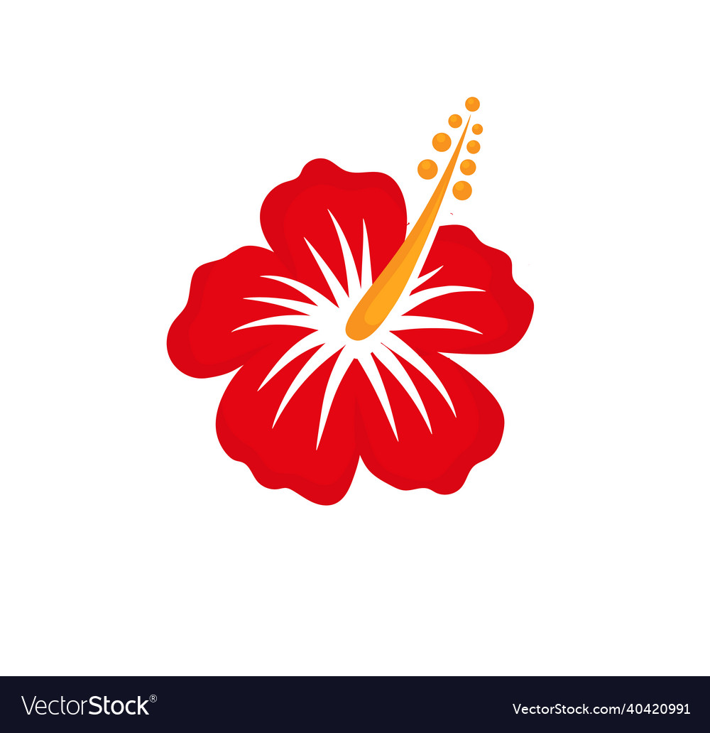 Hibiscus red tropical flower Royalty Free Vector Image