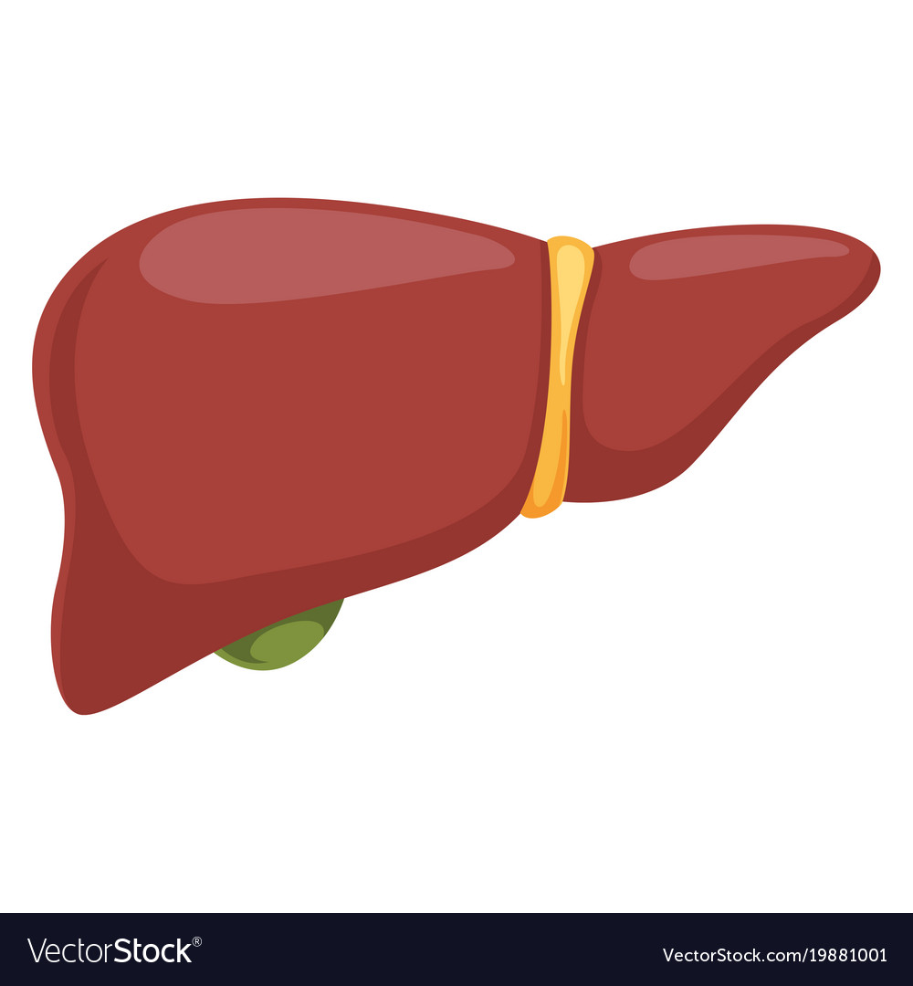 Liver Royalty Free Vector Image - VectorStock