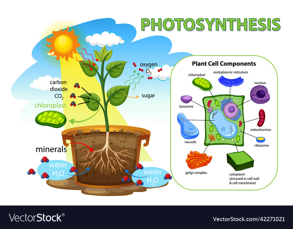 A Diagram Of Photosynthesis