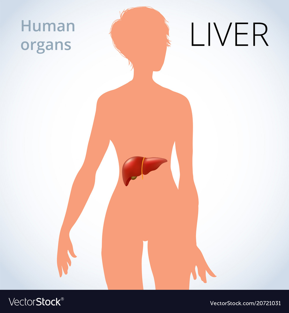 location-of-the-liver-in-the-female-body-vector-image