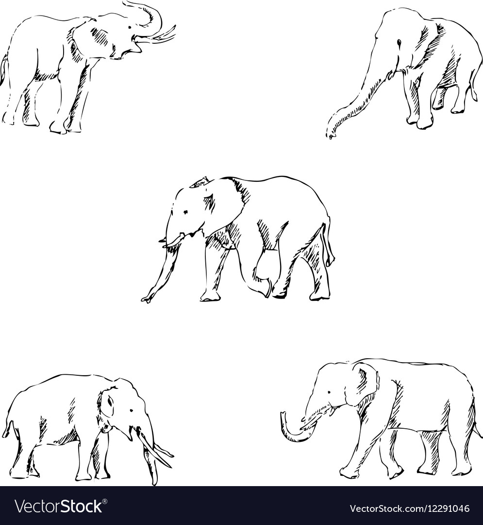 Elephants A Sketch By Hand Pencil Drawing Vector Image