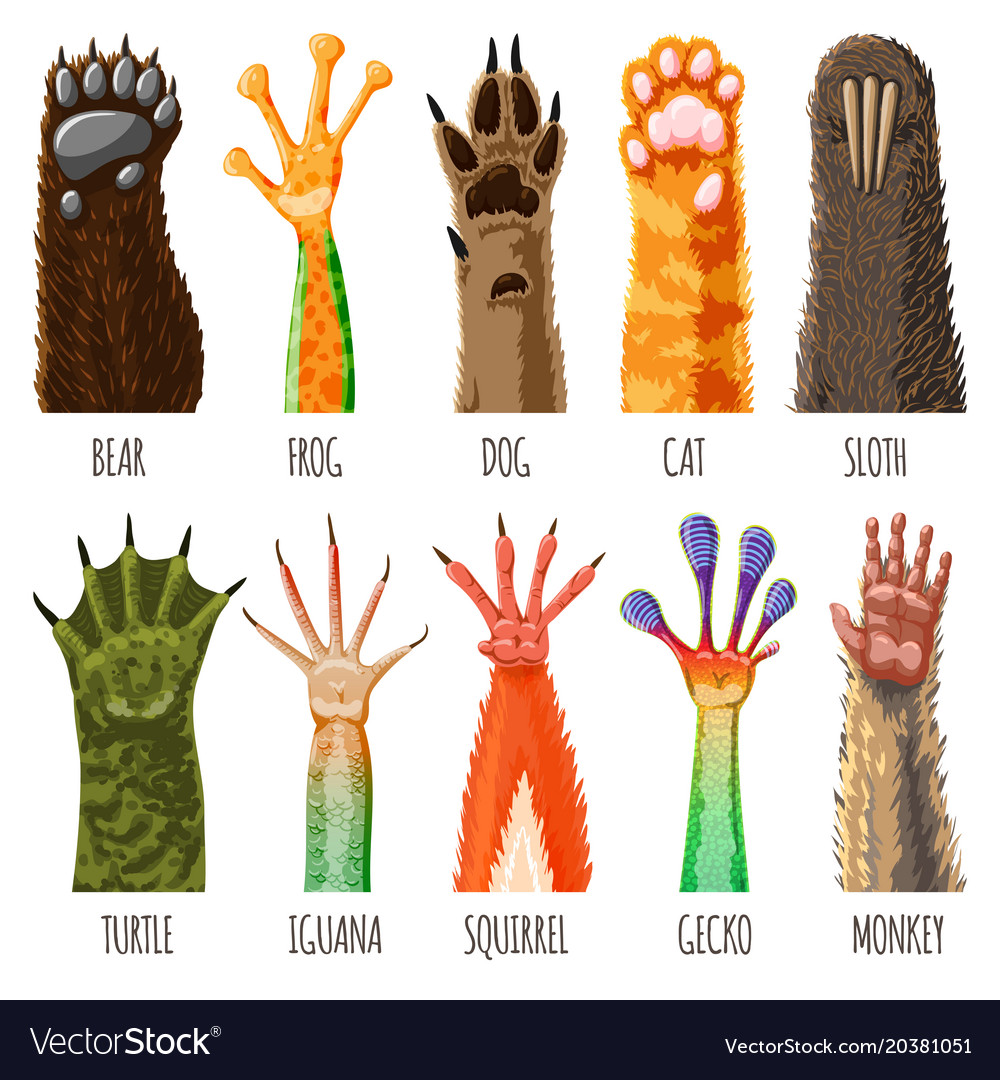 Animal paw animalistic pets claw or hand of Vector Image