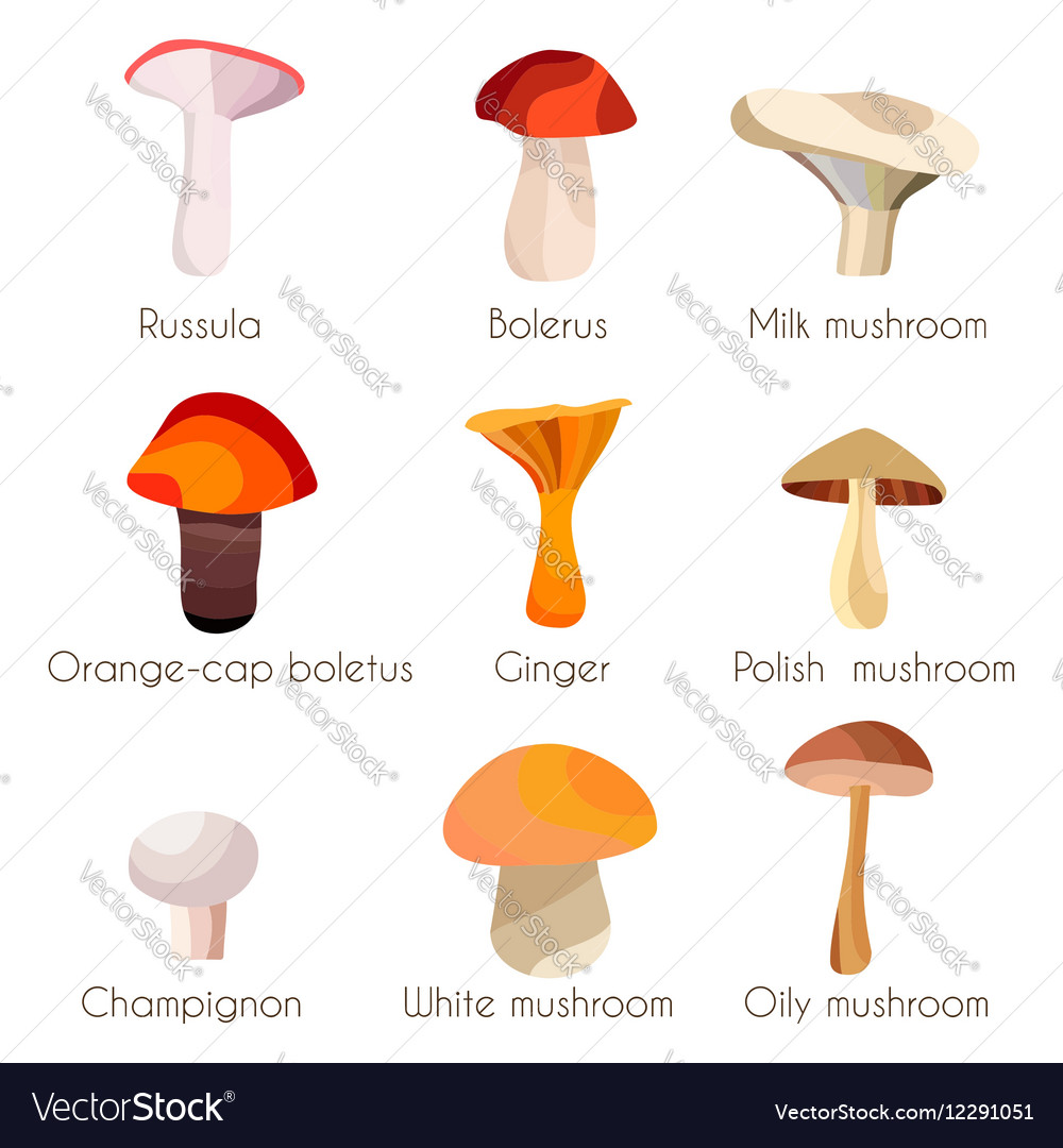 Different mushrooms set isolate on a white Vector Image