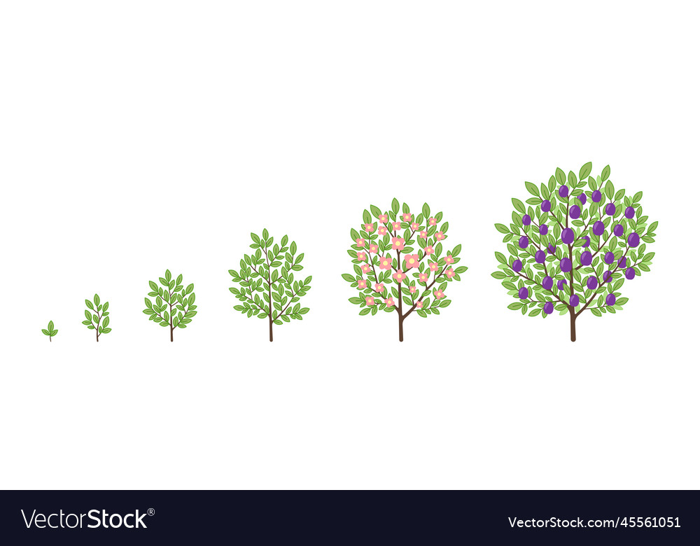 Plum tree growth stages fruit tree life cycle Vector Image