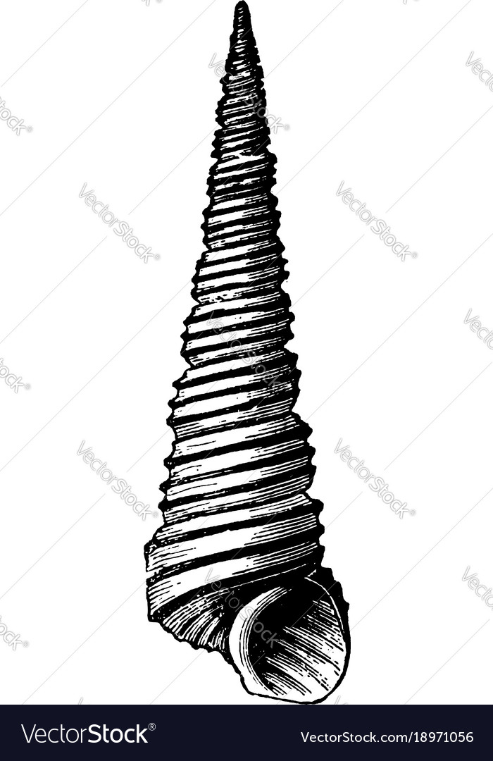 Turritella angulata vintage Royalty Free Vector Image