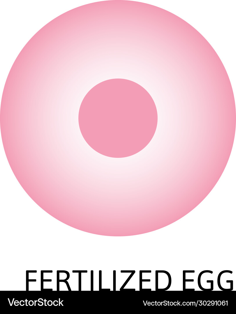 Human embryonic development or human Royalty Free Vector
