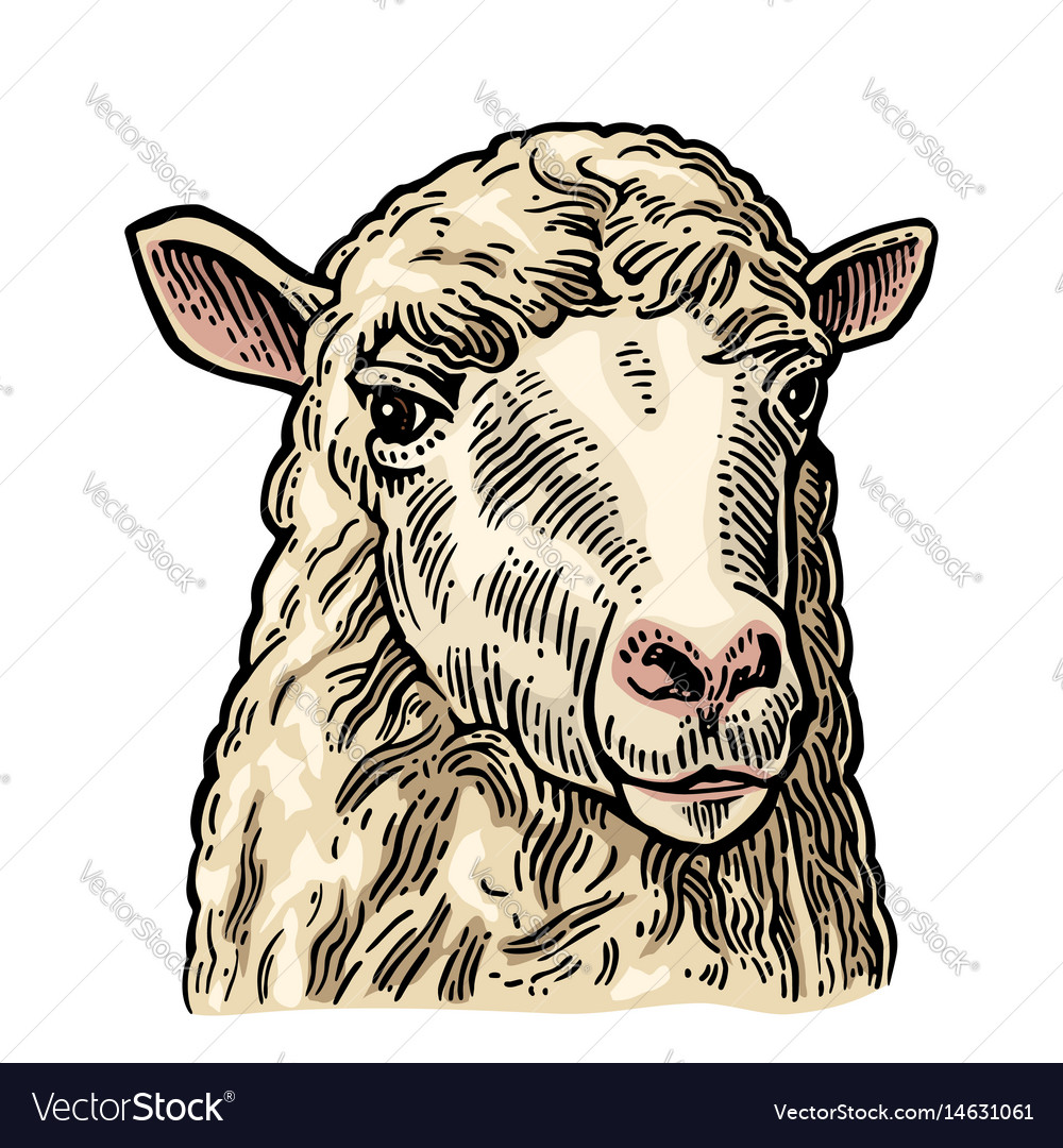 Sheep head hand drawn in a graphic style vintage Vector Image