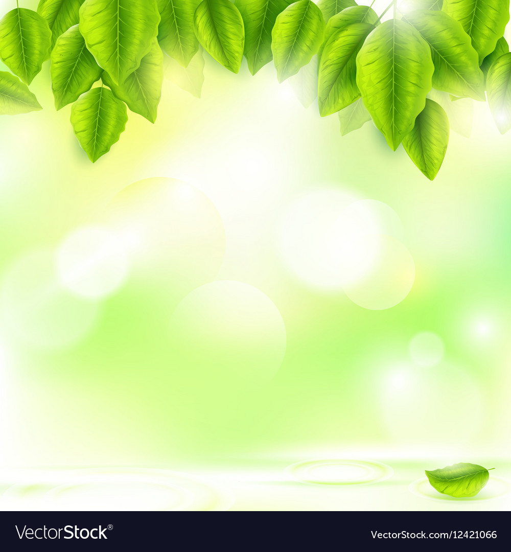 Green leaves with abstract natural background Vector Image