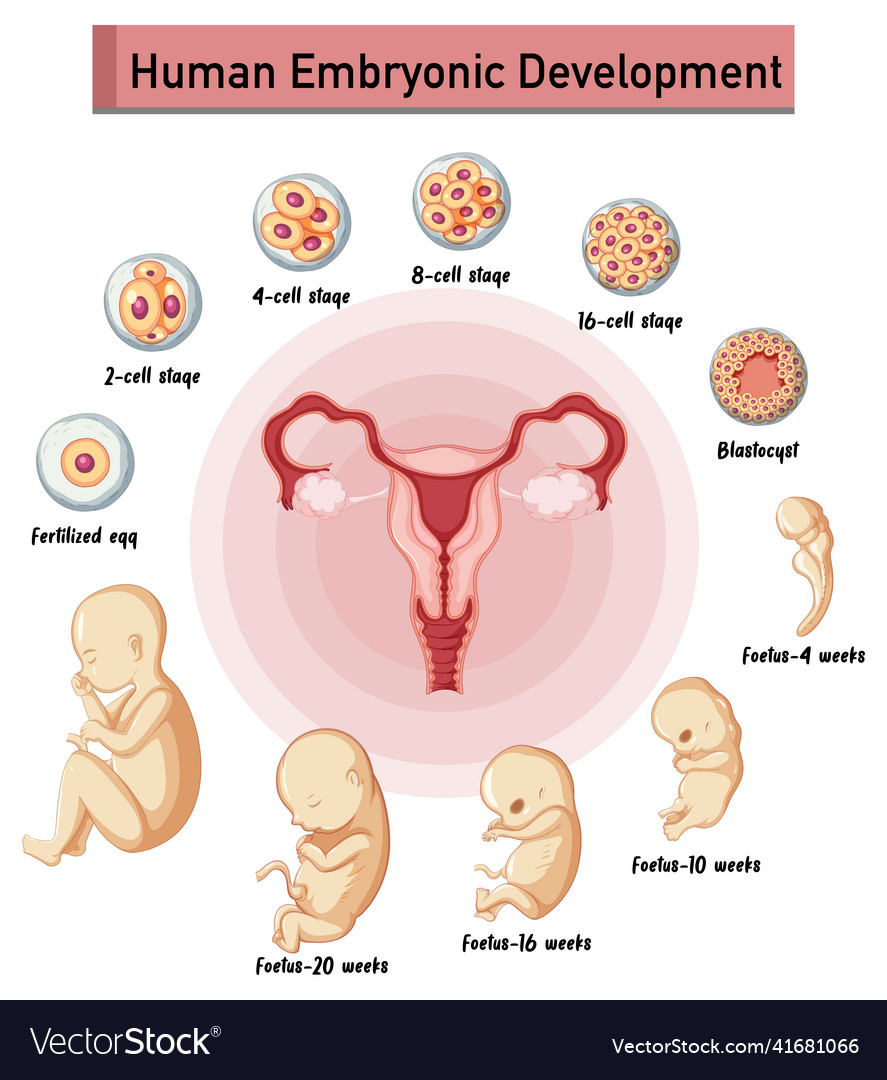 Human Embryonic Development In Infographic Vector Image