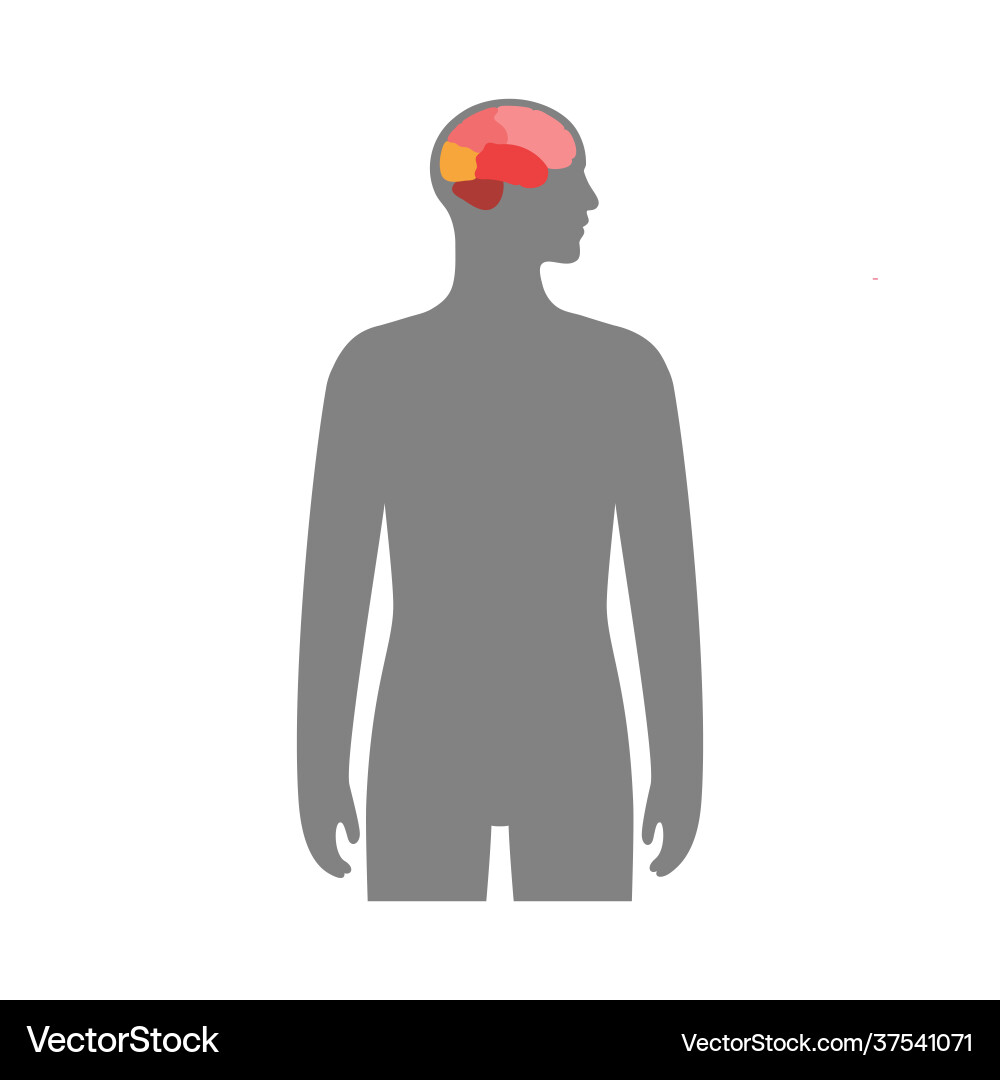 Human brain concept Royalty Free Vector Image - VectorStock