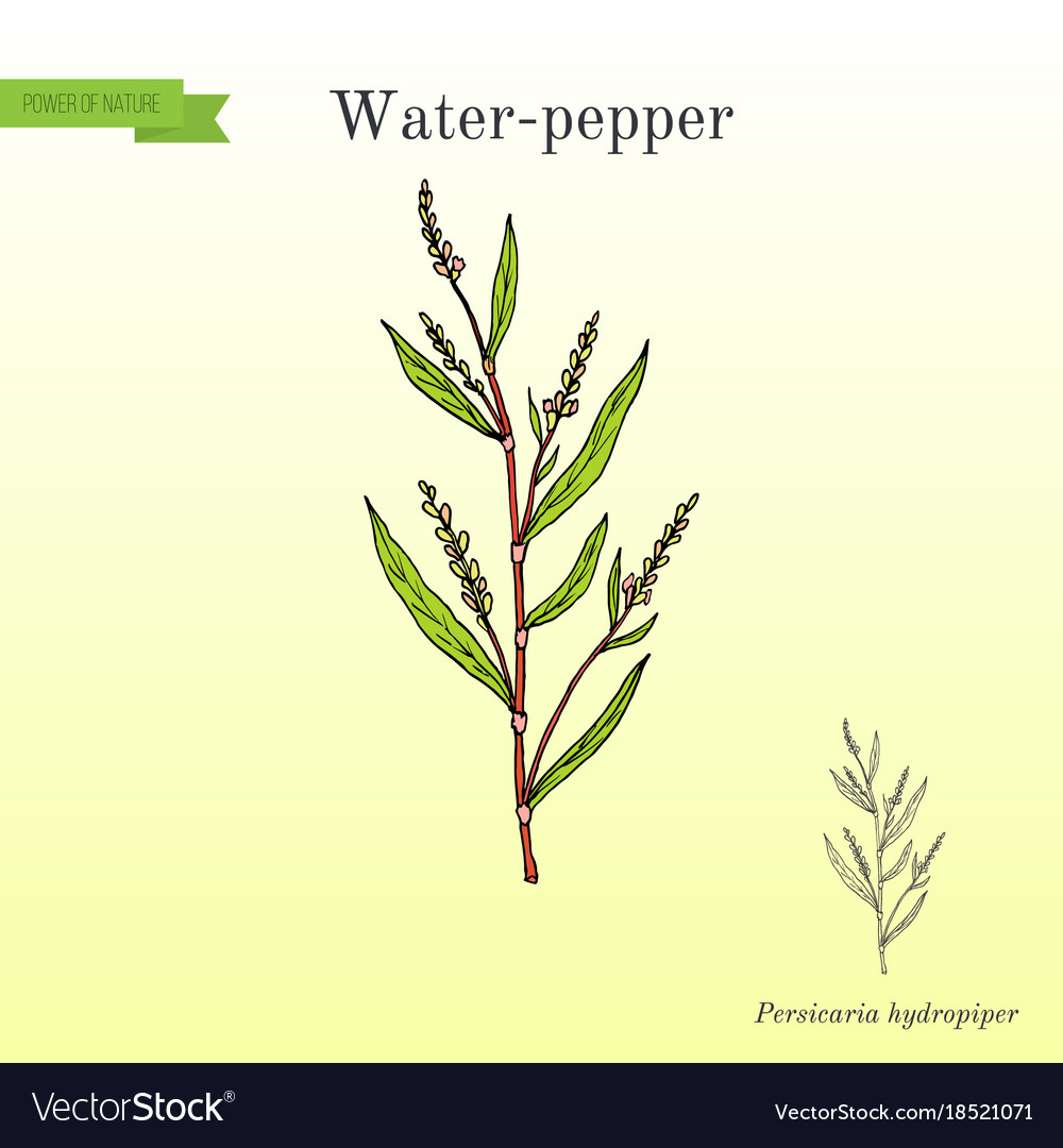 Water pepper persicaria hydropiper or smartweed