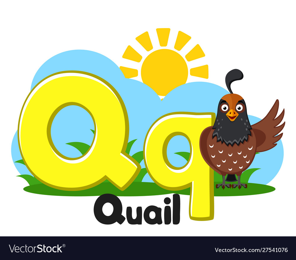 Alphabet animals quail with letters qq on a white