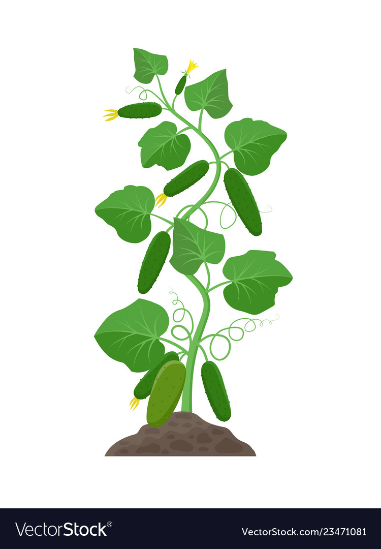Cucumber plant with ripe cucumbers growing in the Vector Image