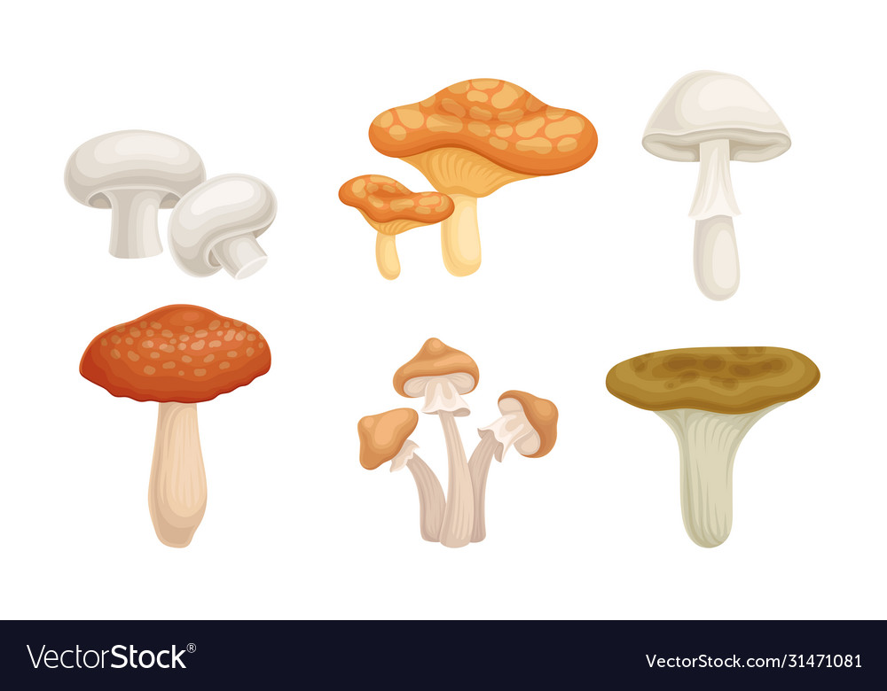 Edible forest mushrooms or toadstools with stem Vector Image