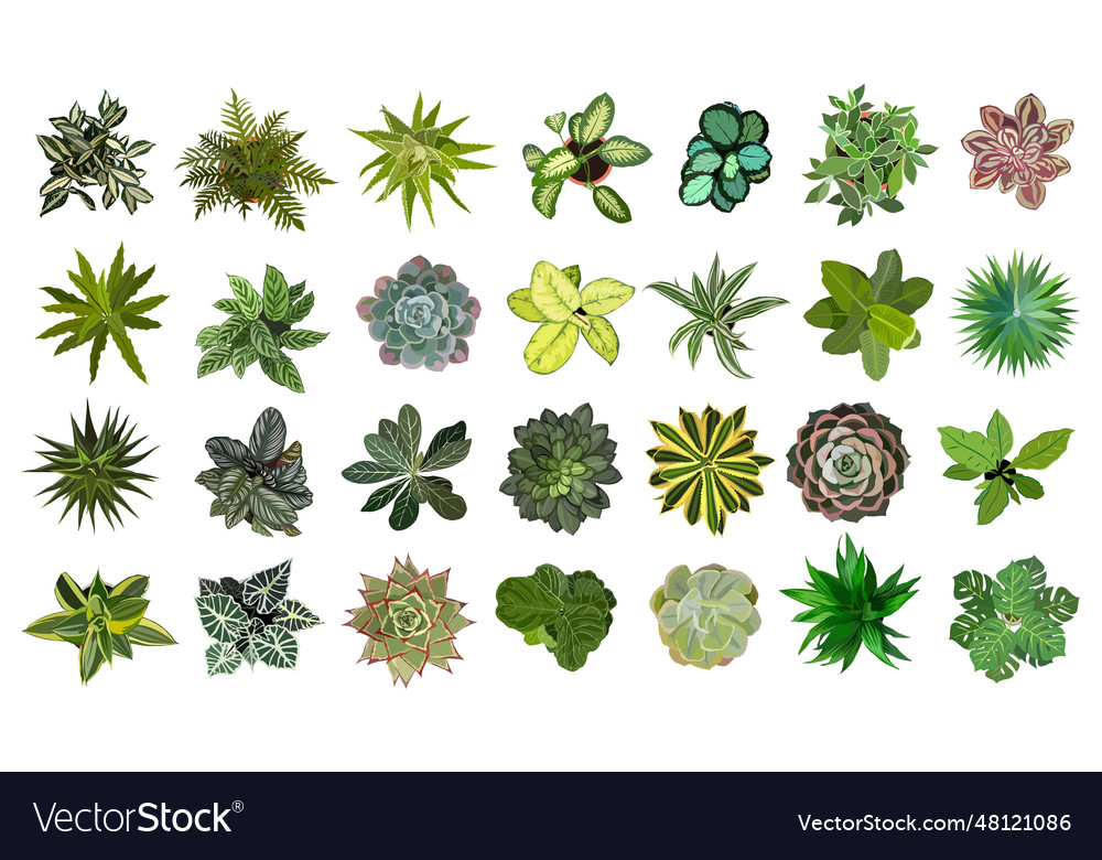 Bundle of different house plants top view Vector Image