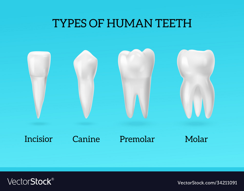 Teeth model best sale with clay